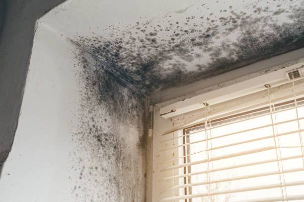 Affordable Mold Removal solutions in Howell, NJ